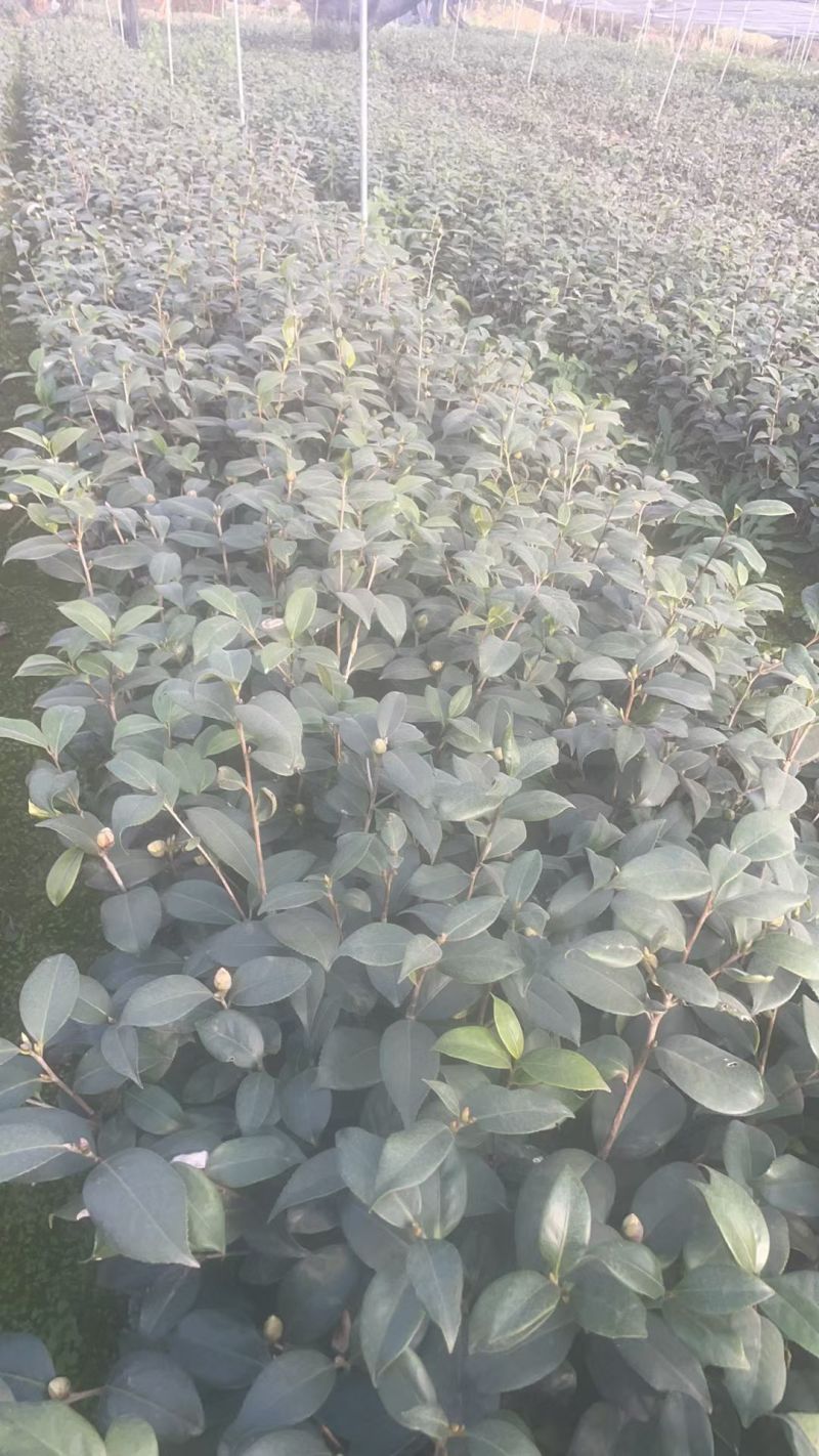茶花大杯高度40一45cm，基地有量，欢迎来一亩田订购。
