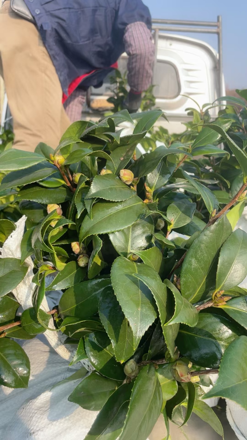 茶花大杯高度40一45cm，基地有量，欢迎来一亩田订购。