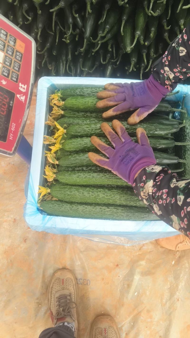 蜜刺黄瓜大量供应，对接各大商超市场电商，需要电联。