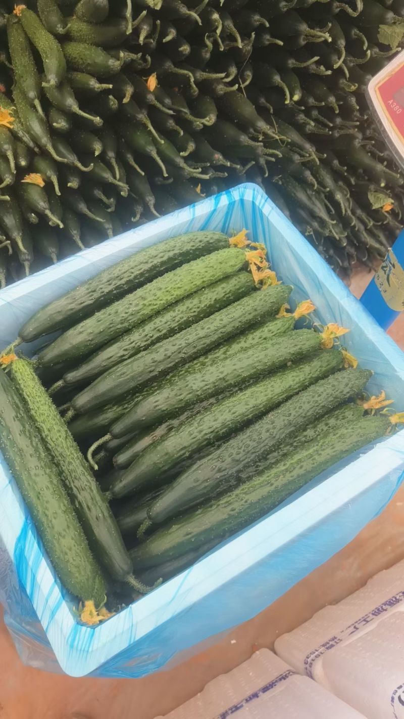 蜜刺黄瓜大量供应，对接各大商超市场电商，需要电联。