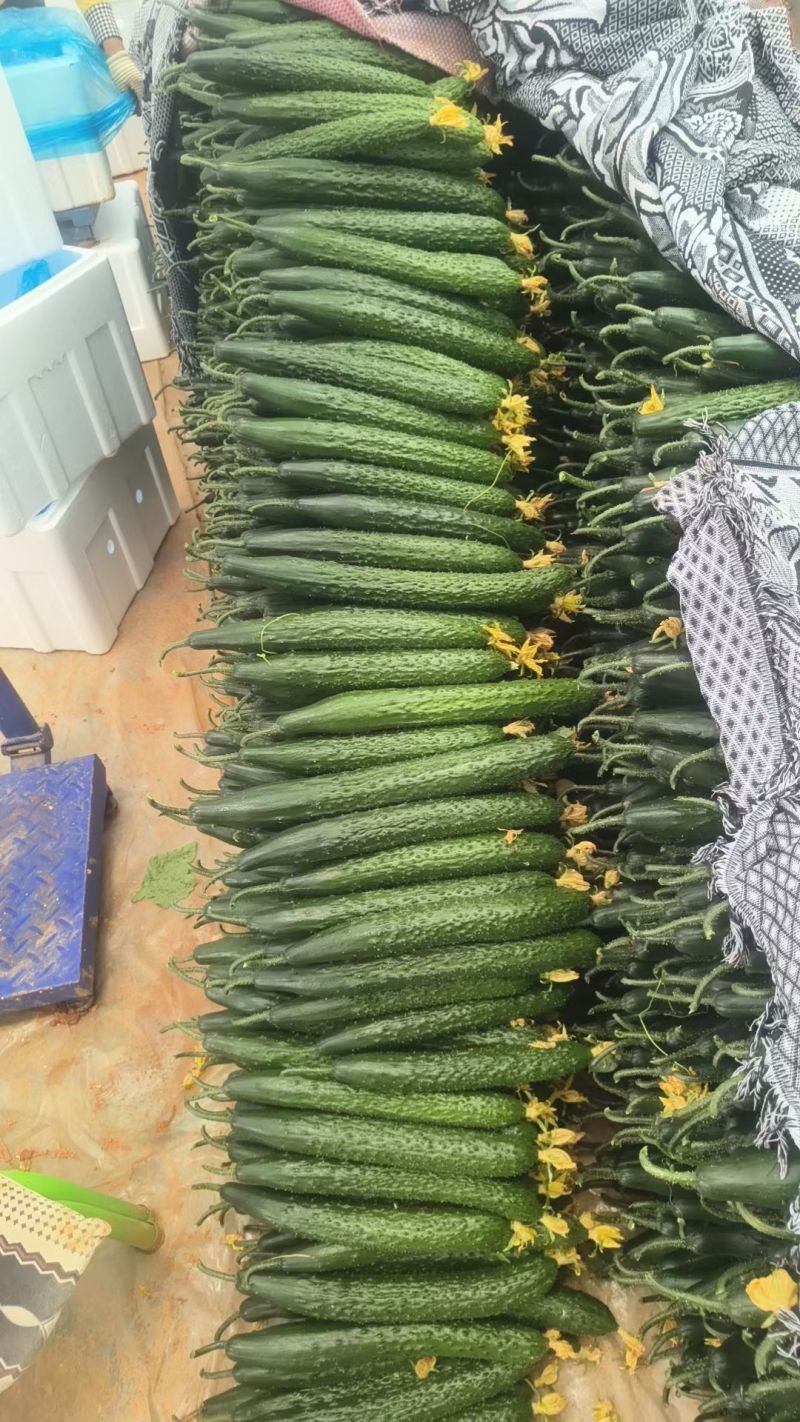 蜜刺黄瓜大量供应，对接各大商超市场电商，需要电联。
