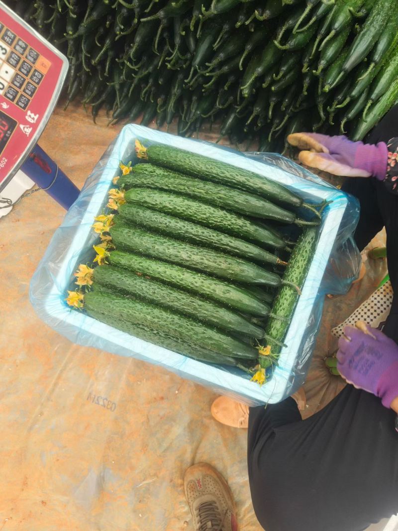 蜜刺黄瓜大量供应，对接各大商超市场电商，需要电联。