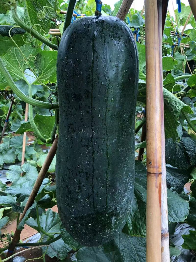 全新中度大果黑皮冬瓜种子黑旋风303铁芯冬瓜抗热抗病