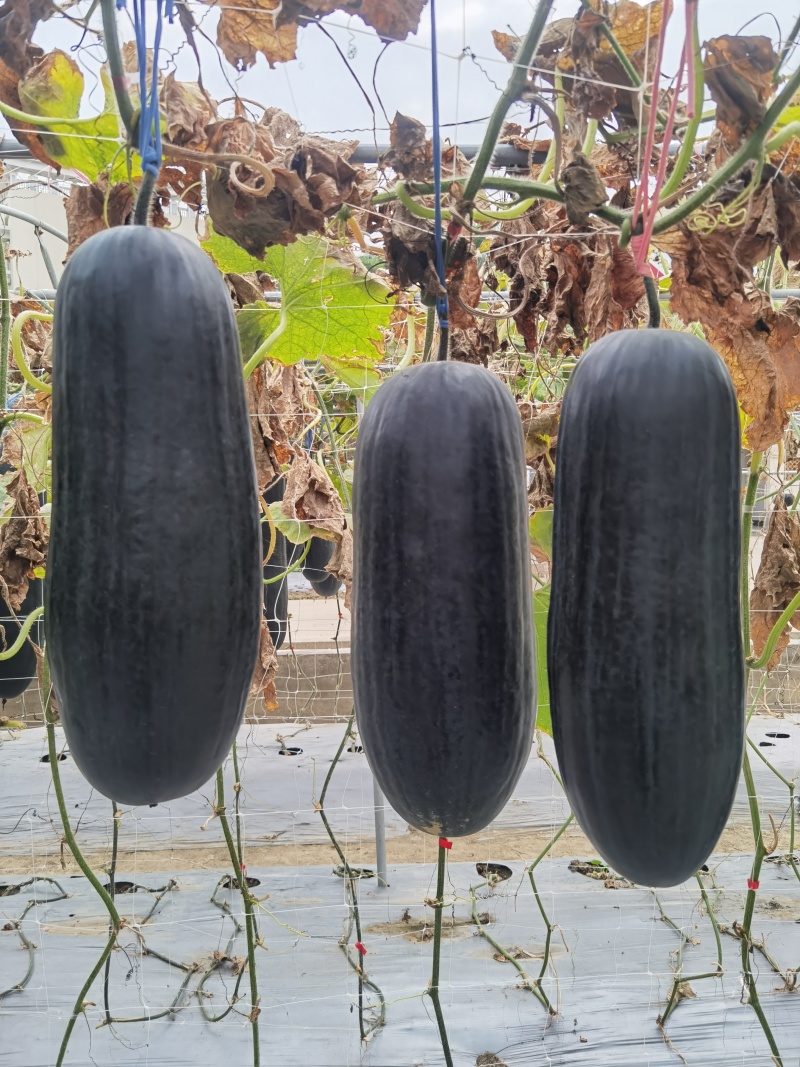 全新中度大果黑皮冬瓜种子黑旋风303铁芯冬瓜抗热抗病