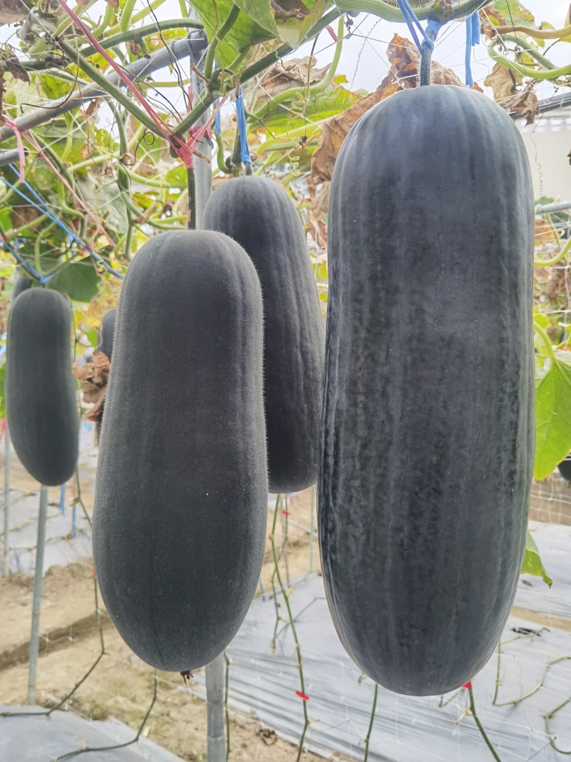 全新中度大果黑皮冬瓜种子黑旋风303铁芯冬瓜抗热抗病