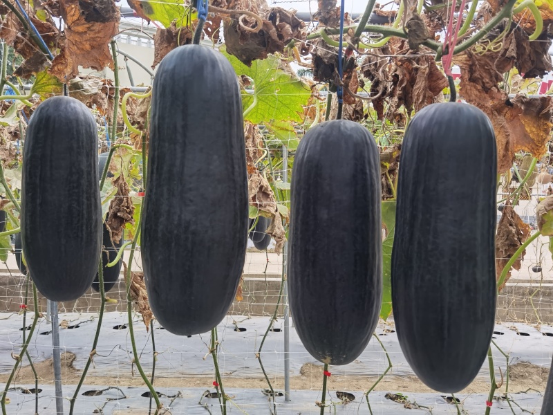 全新中度大果黑皮冬瓜种子黑旋风303铁芯冬瓜抗热抗病