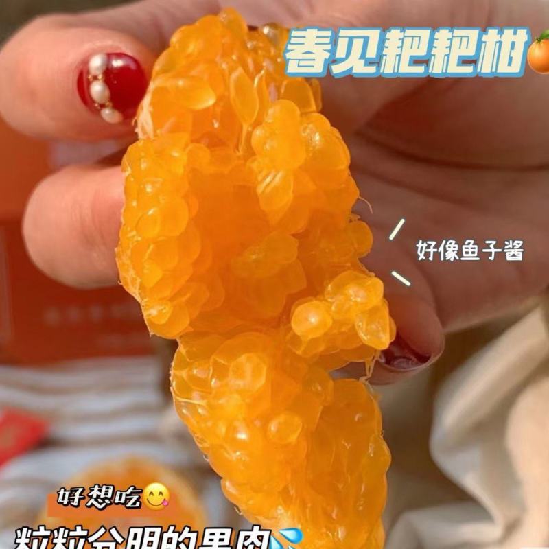 纯甜耙耙柑大吨位供应。大量有货。