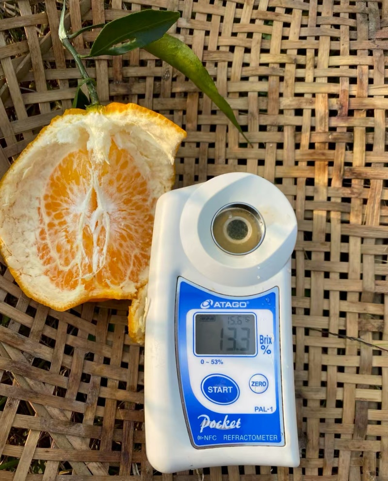 纯甜耙耙柑大吨位供应。大量有货。