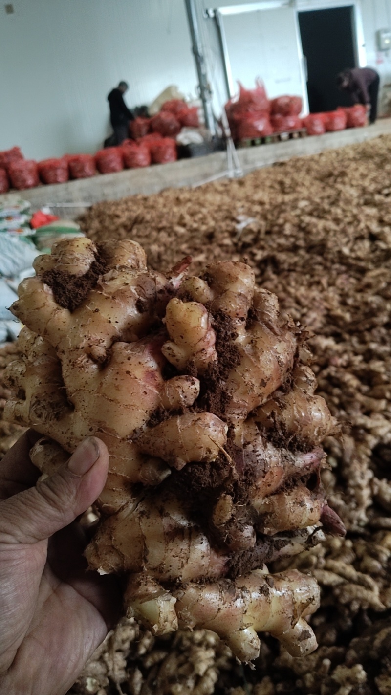 小黄姜次果