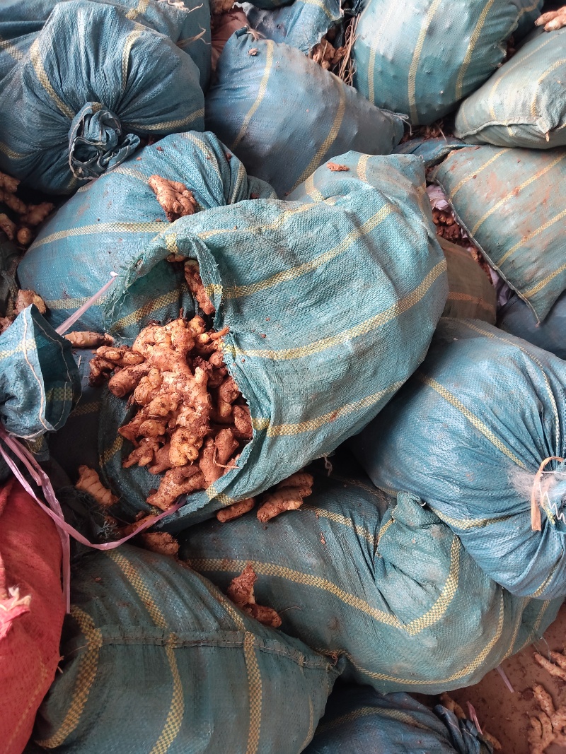 小黄姜次果