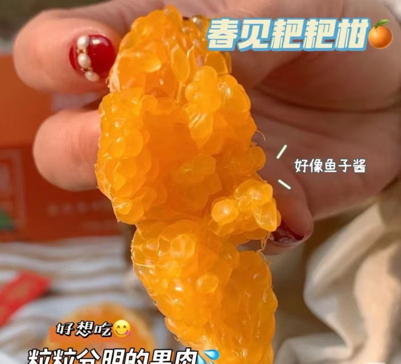 四川眉山春见耙耙柑！无籽无核！果肉细腻化渣