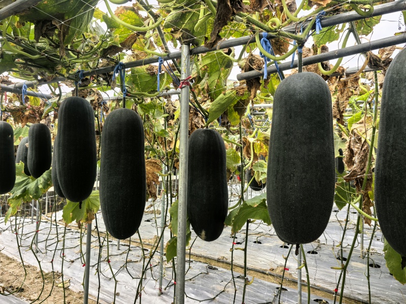 全新中度大果黑皮冬瓜种子黑旋风303铁芯冬瓜抗热抗病
