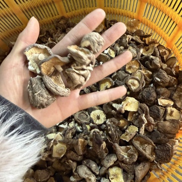 包邮2-3厘米破片香菇2026新货