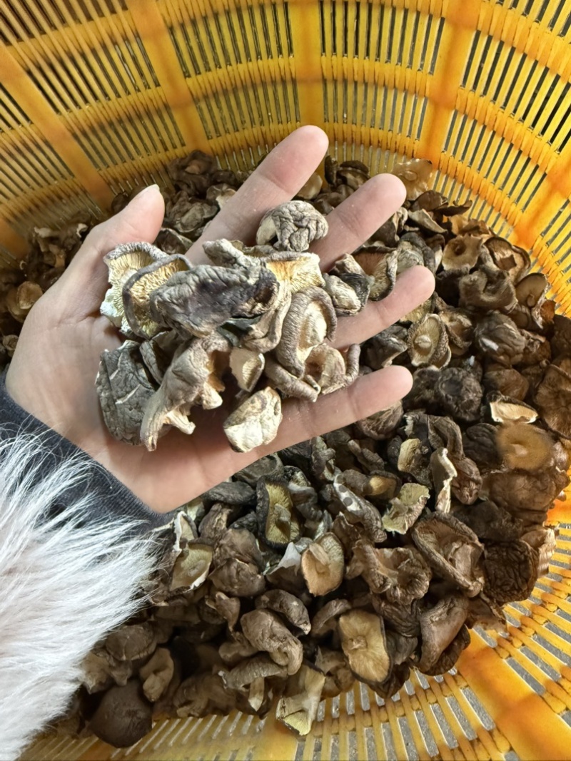 包邮2-3厘米破片香菇2026新货