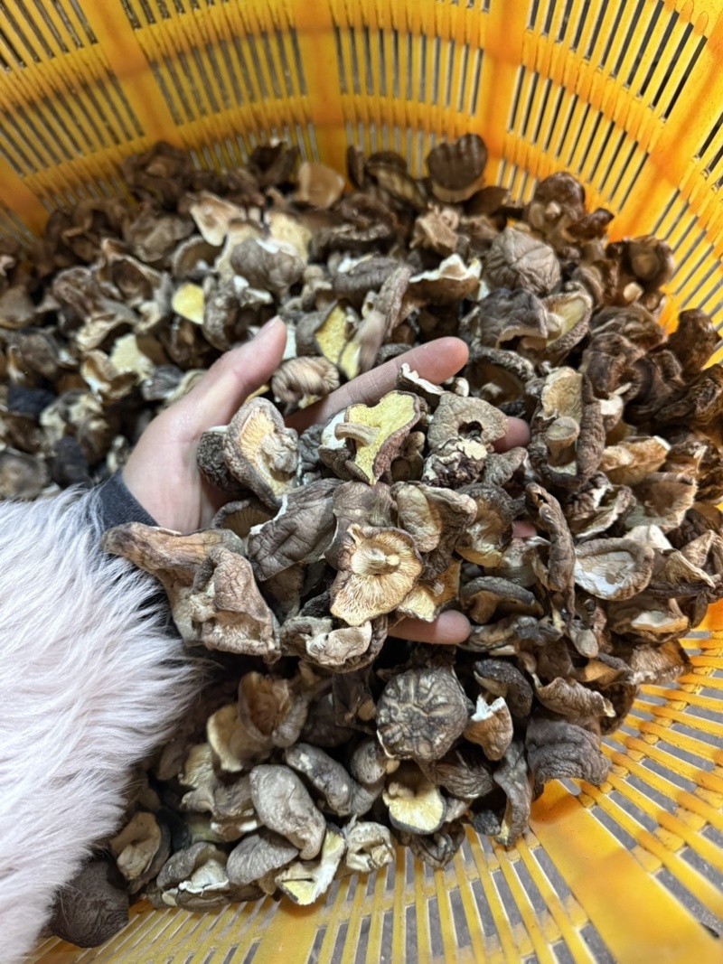 包邮2-3厘米破片香菇2026新货