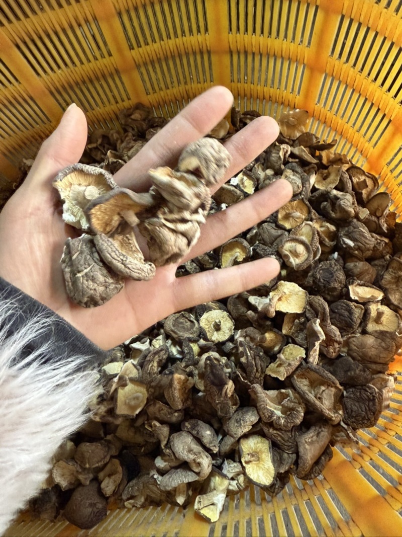 包邮2-3厘米破片香菇2026新货