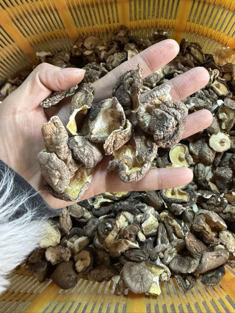 包邮2-3厘米破片香菇2026新货