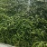 云南新鲜甜豌豆