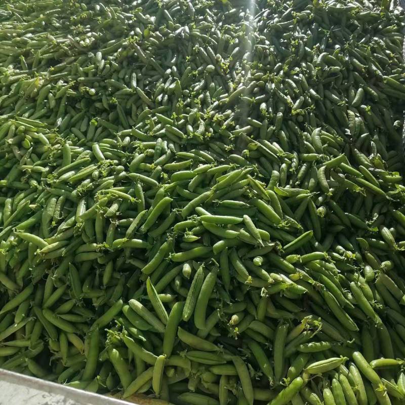 云南新鲜甜豌豆