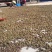 农家散户老树山茶油
