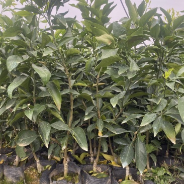 爱媛38号果冻橙基地直发
