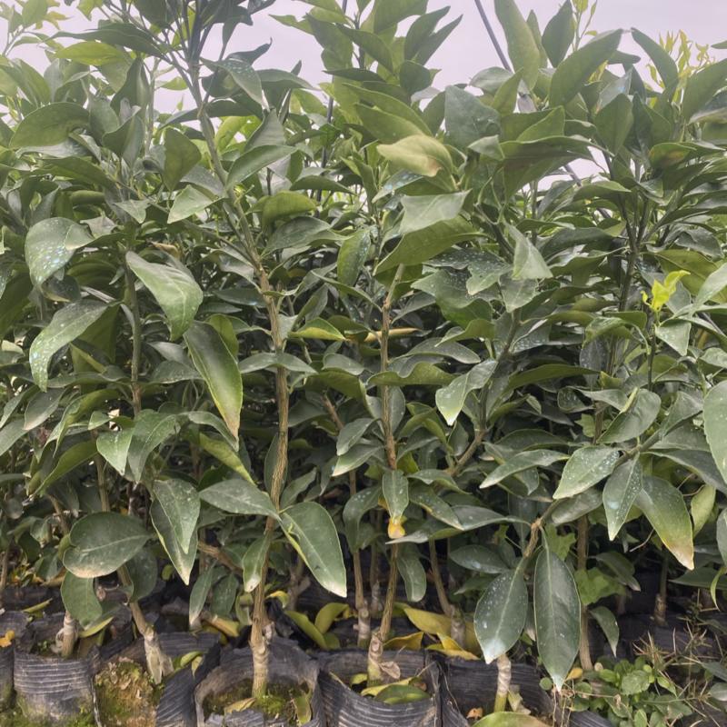 爱媛38号果冻橙基地直发