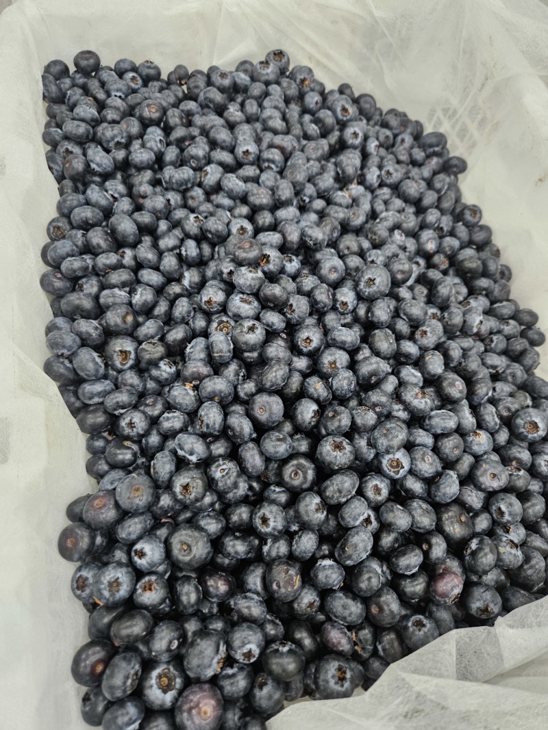 云南花香蓝莓18+等外果量大