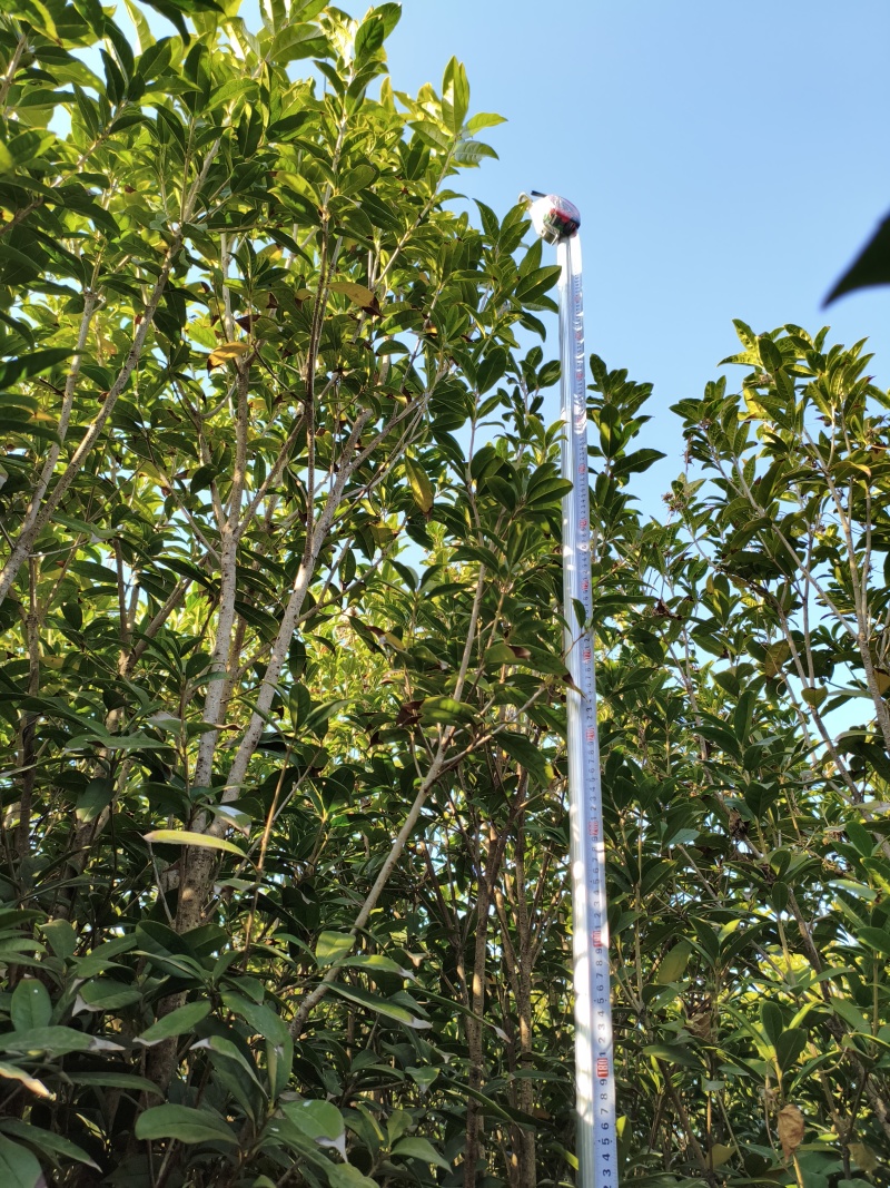 桂花树苗“金桂”