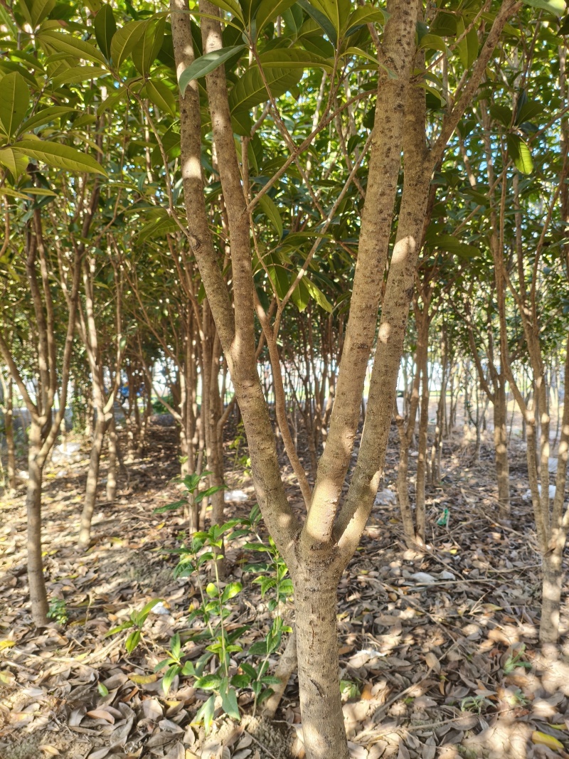桂花树苗“金桂”