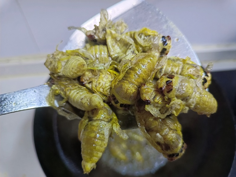金蝉