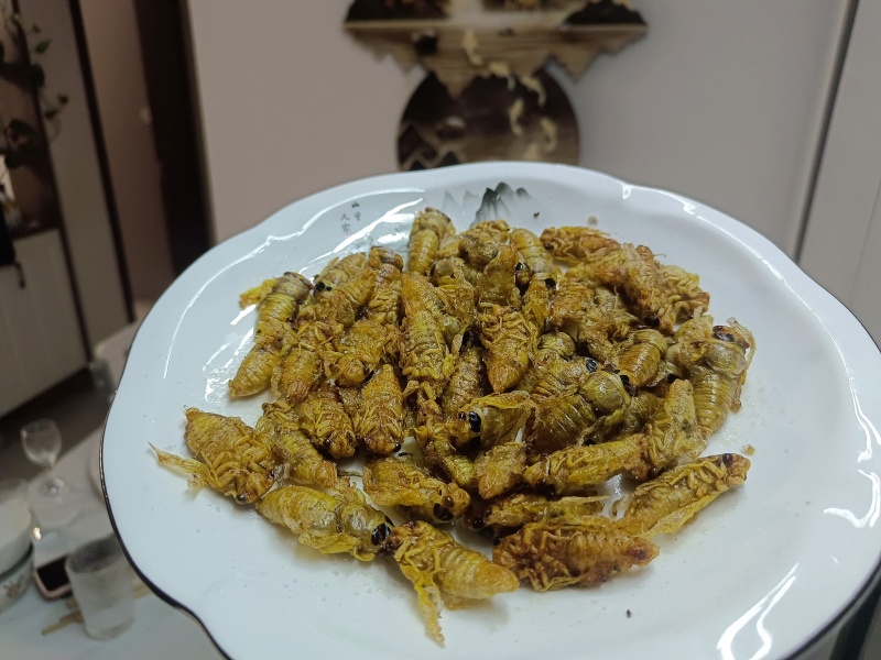 金蝉
