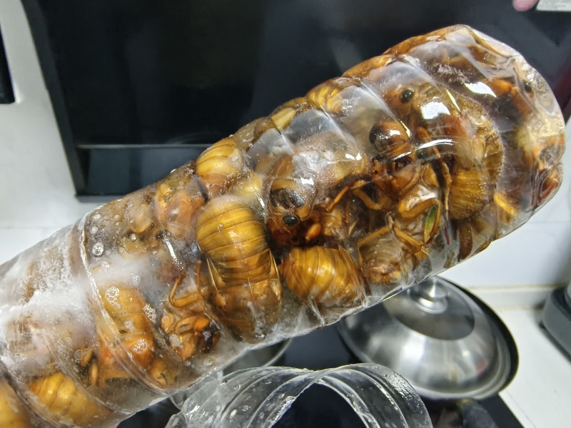 金蝉