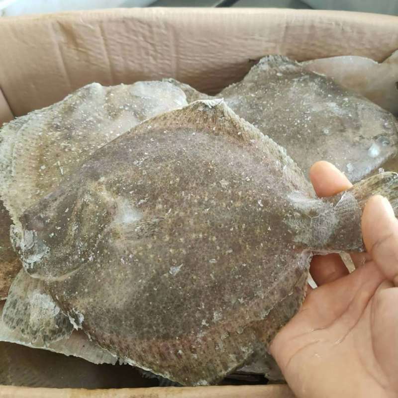 单冻多宝鱼比目鱼新鲜速冻海鱼商用海鲜批发偏口鱼