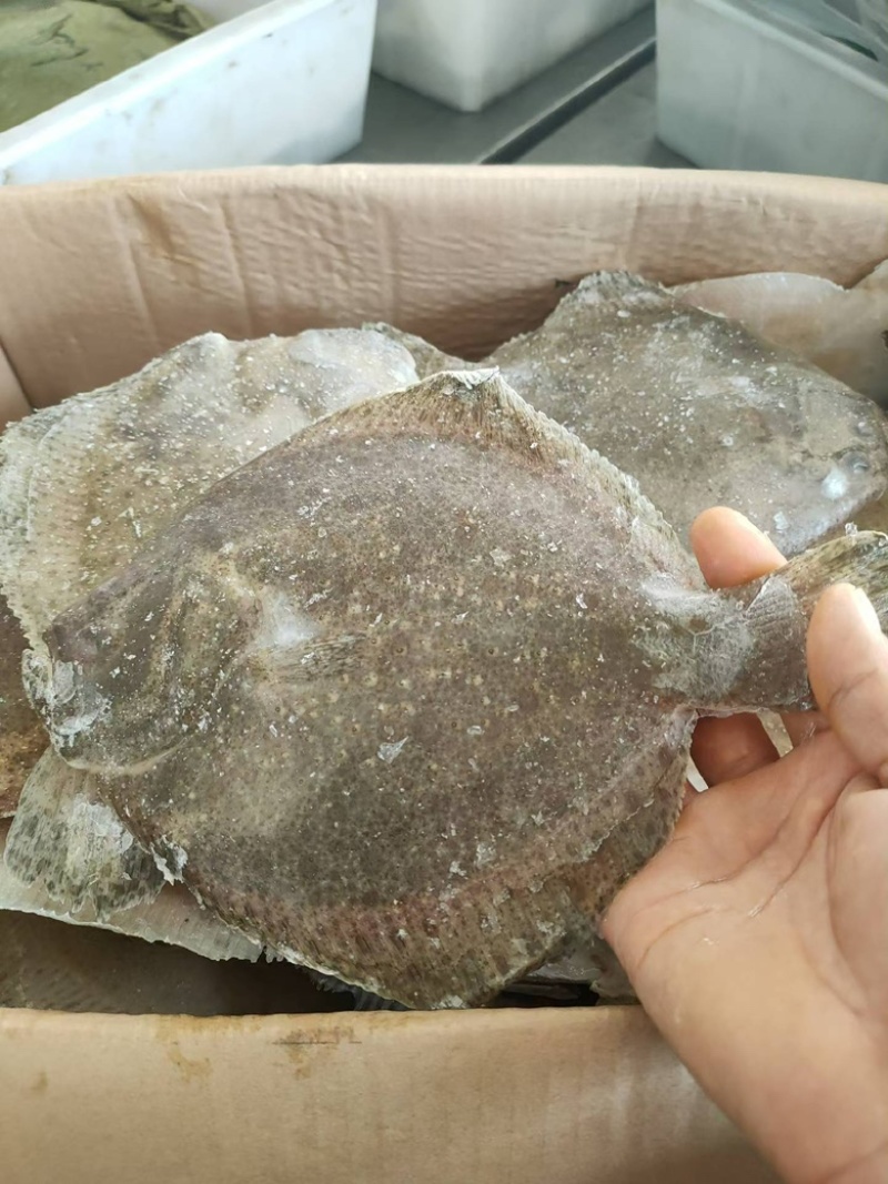 单冻多宝鱼比目鱼新鲜速冻海鱼商用海鲜批发偏口鱼
