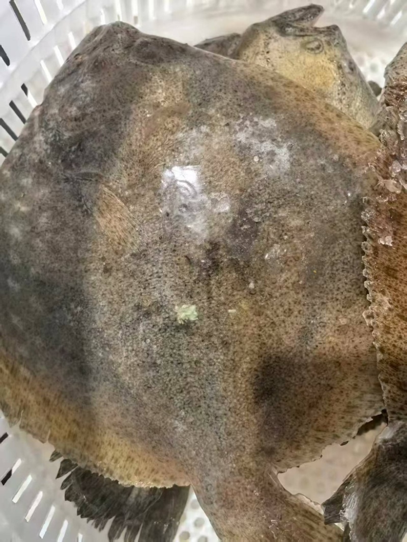 单冻多宝鱼比目鱼新鲜速冻海鱼商用海鲜批发偏口鱼