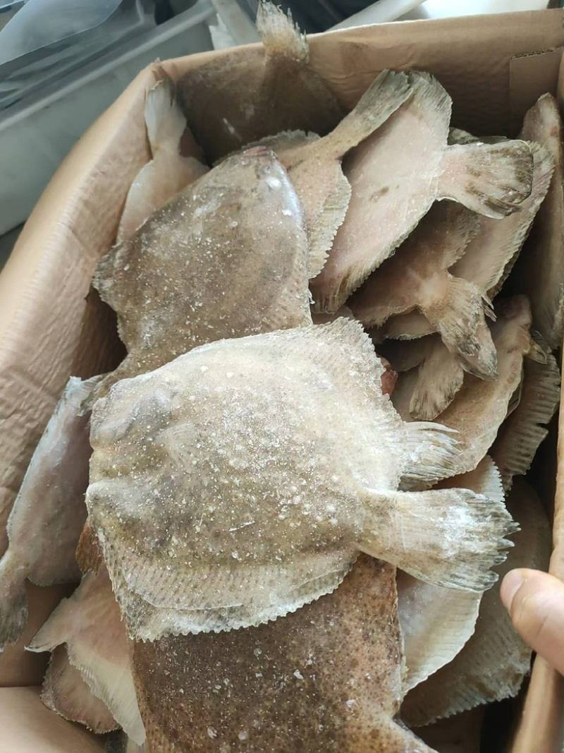 单冻多宝鱼比目鱼新鲜速冻海鱼商用海鲜批发偏口鱼