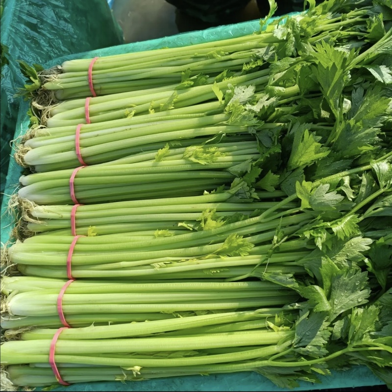 精品小香芹农家小香芹新鲜带叶带根香芹大量供应欢迎来电