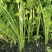 精品小香芹农家小香芹新鲜带叶带根香芹大量供应欢迎来电