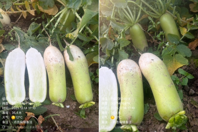 韩国青头萝卜青皮白肉脆甜多汁湖北蔬菜基地直供