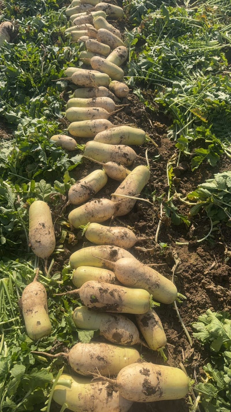 韩国青头萝卜青皮白肉脆甜多汁湖北蔬菜基地直供