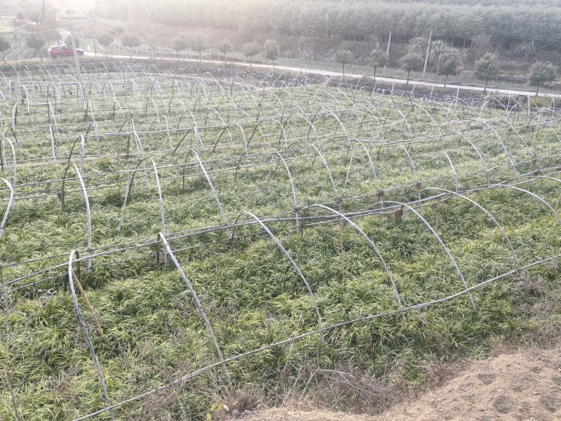 石菖蒲种苗大别山石菖蒲种苗