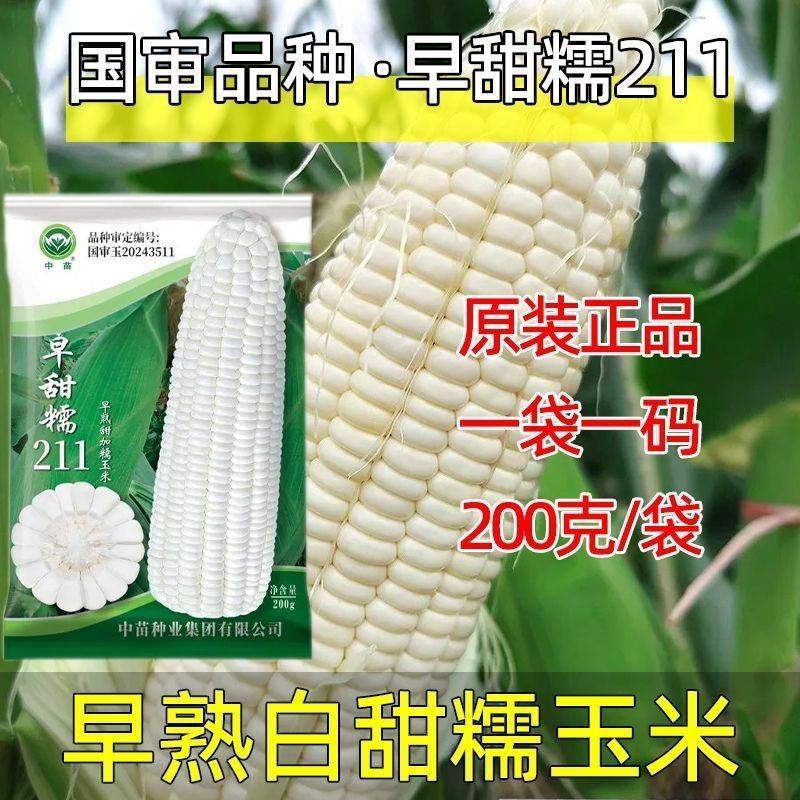 国审早甜糯211白甜糯玉米种子矮杆早熟高产大棒抗病耐高温