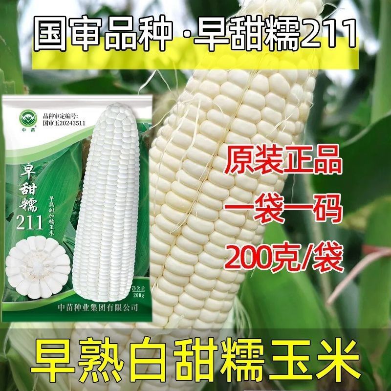 国审早甜糯211白甜糯玉米种子矮杆早熟高产大棒抗病耐高温