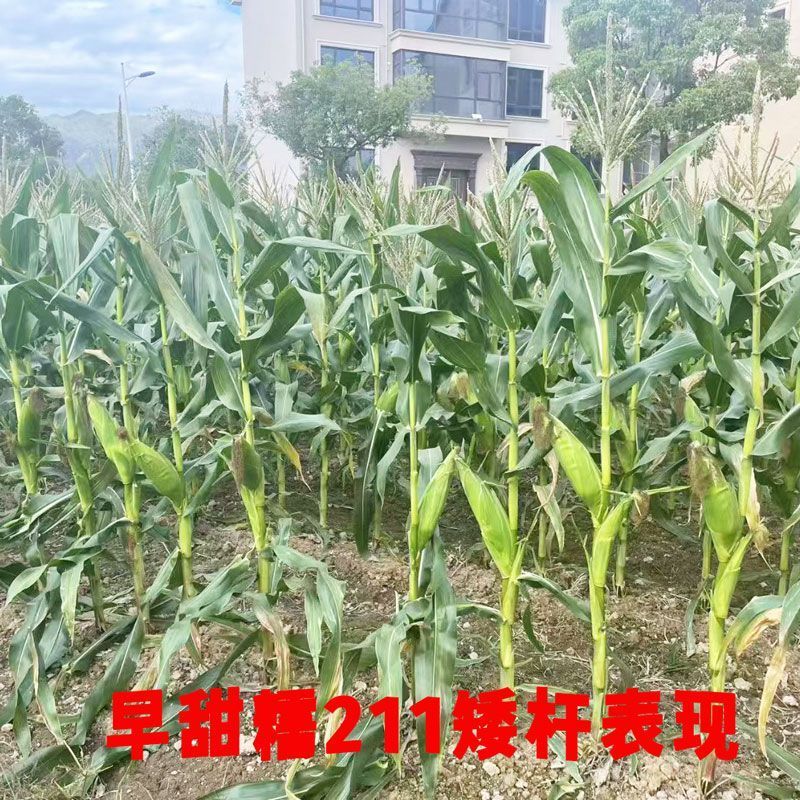 国审早甜糯211白甜糯玉米种子矮杆早熟高产大棒抗病耐高温