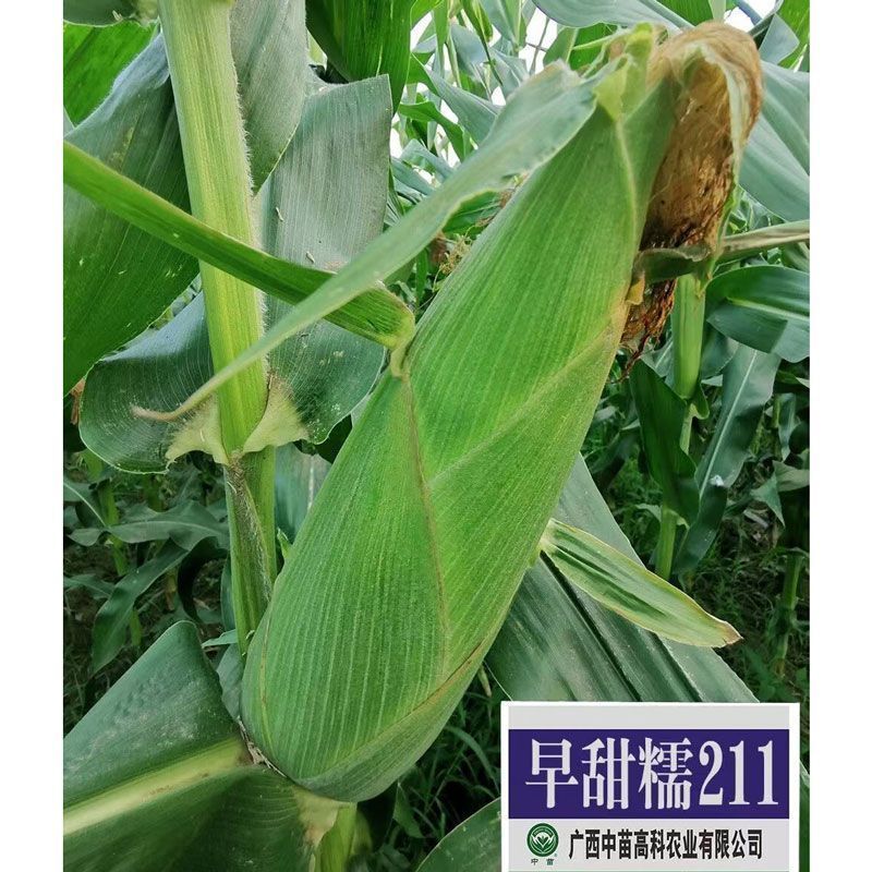 国审早甜糯211白甜糯玉米种子矮杆早熟高产大棒抗病耐高温