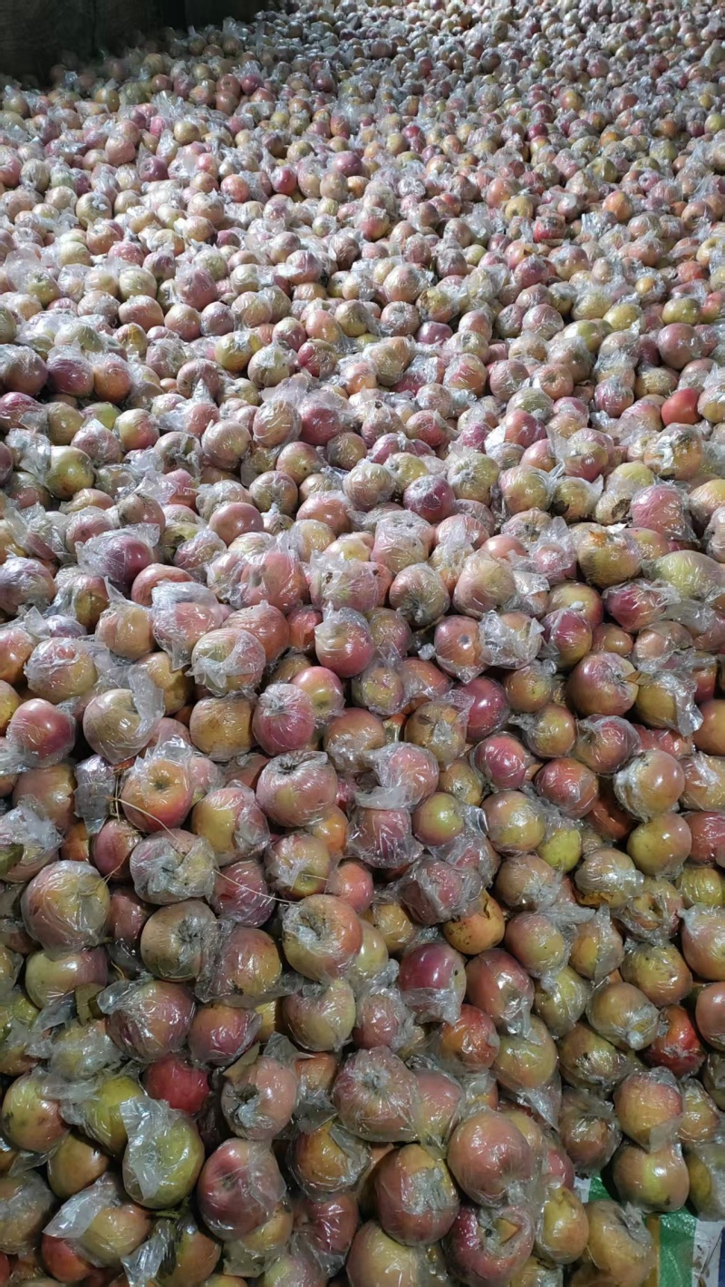 冰糖心苹果80mm以上膜袋量大价优预售