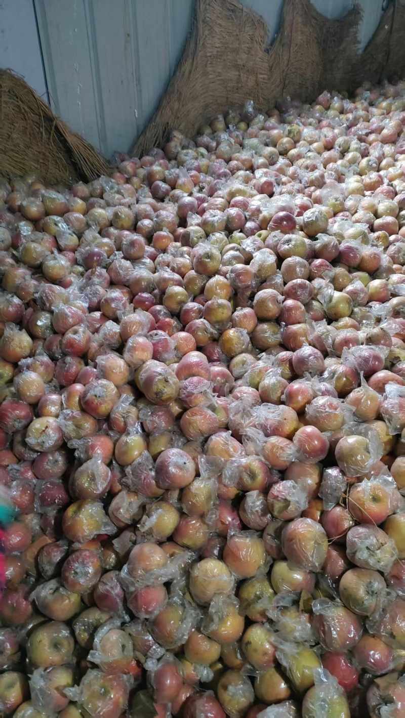 冰糖心苹果80mm以上膜袋量大价优预售