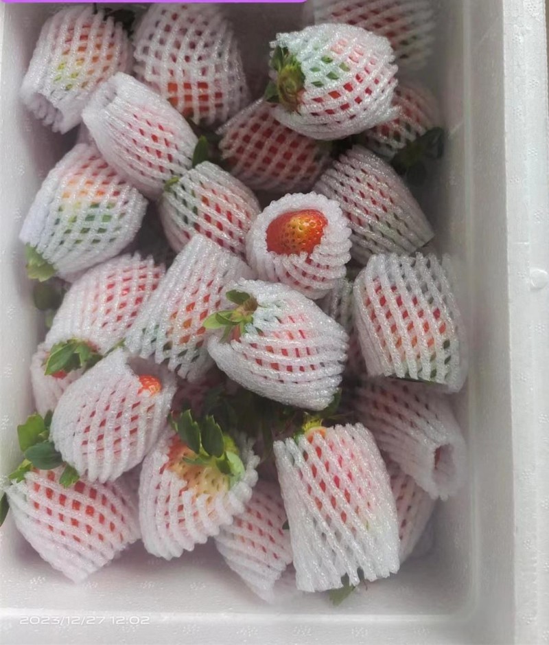 云南玉溪冬草莓，妙香草莓，支持一件代发，定制，全渠道合作
