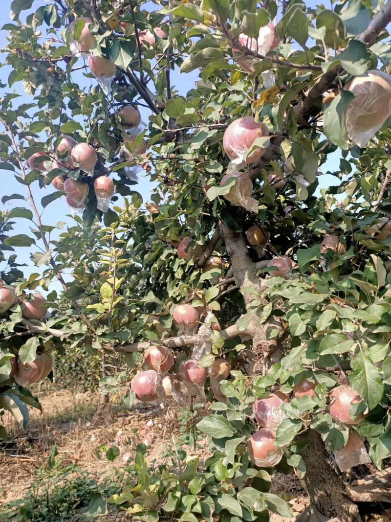 冰糖心苹果80mm以上膜袋量大价优预售