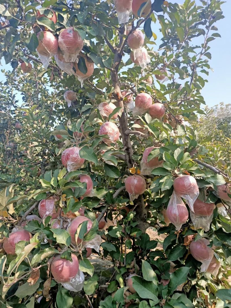 冰糖心苹果80mm以上膜袋量大价优预售